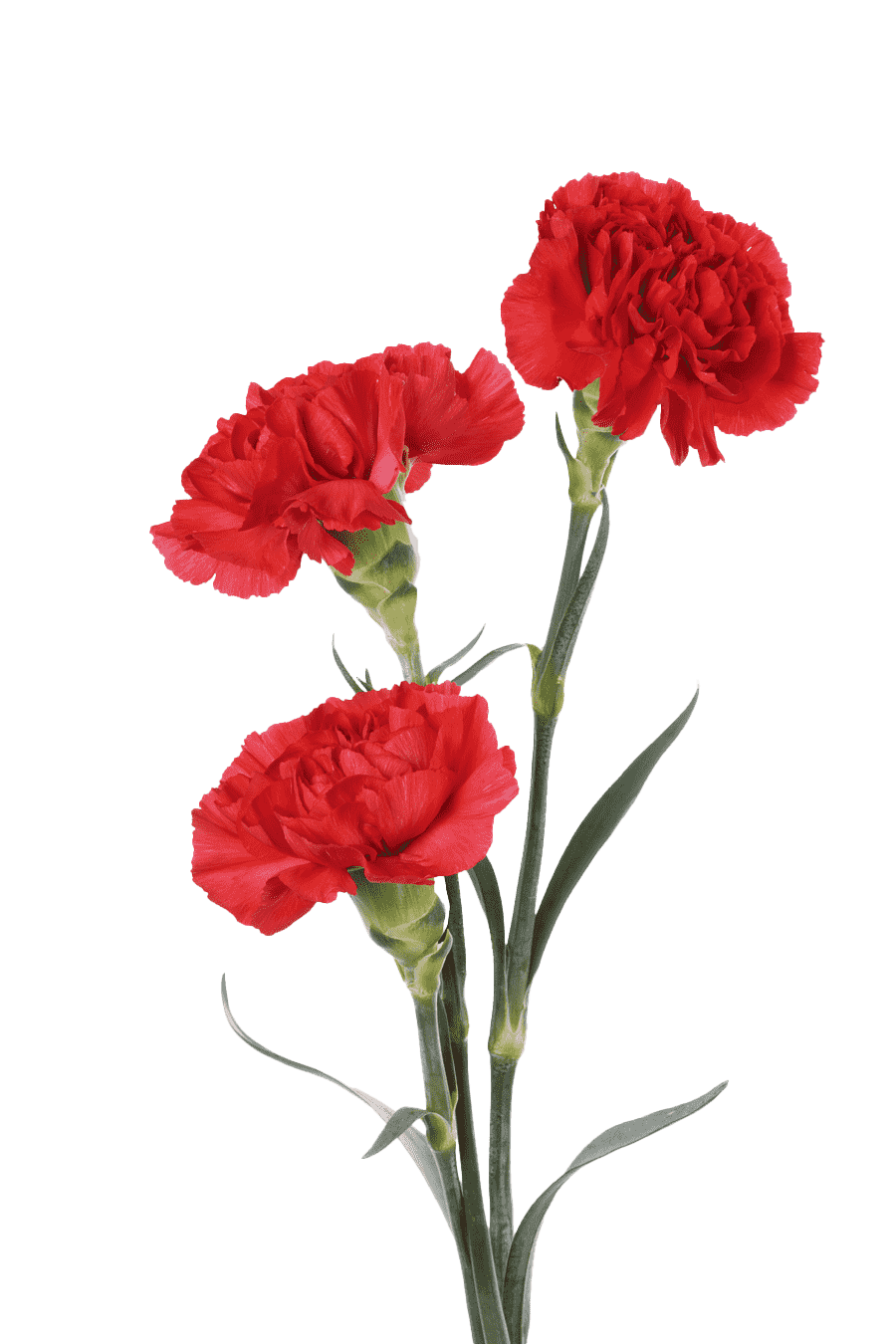 Carnation, Red