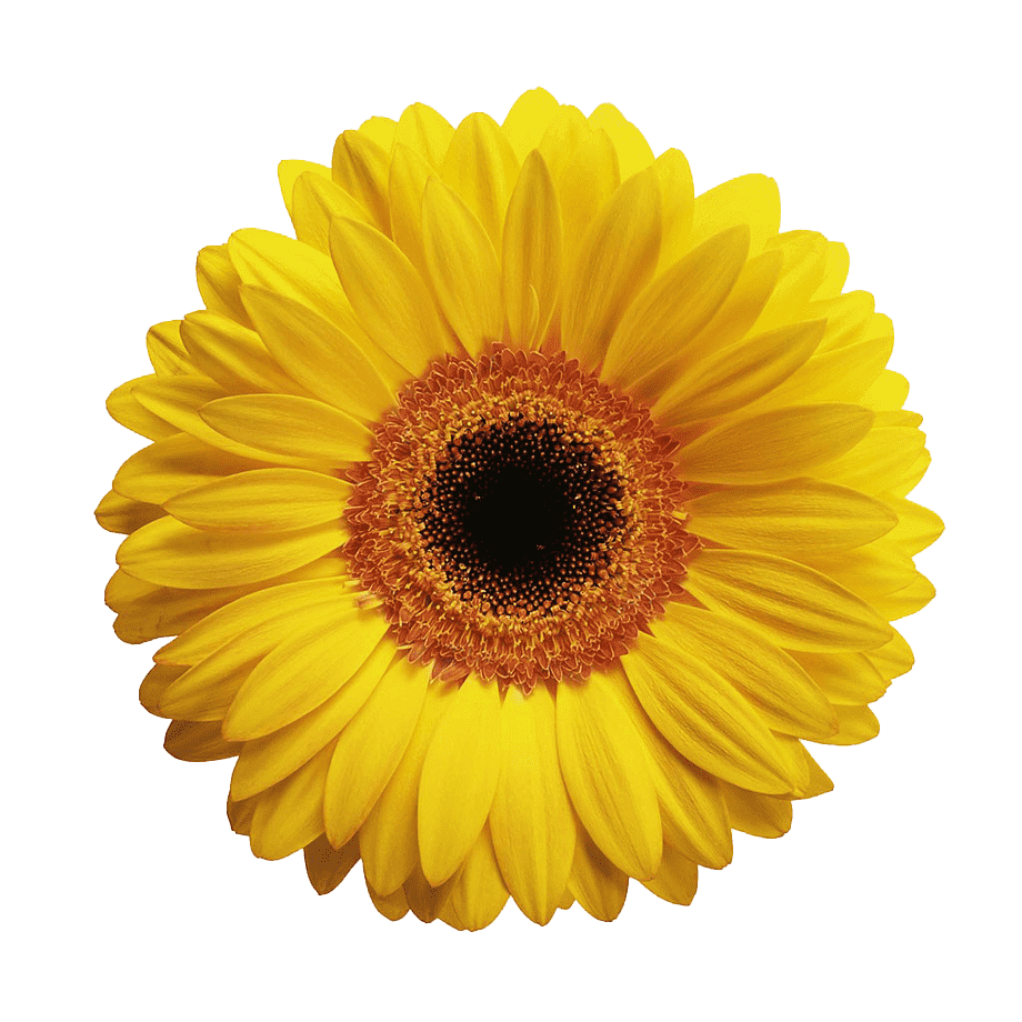 Gerbera, Yellow