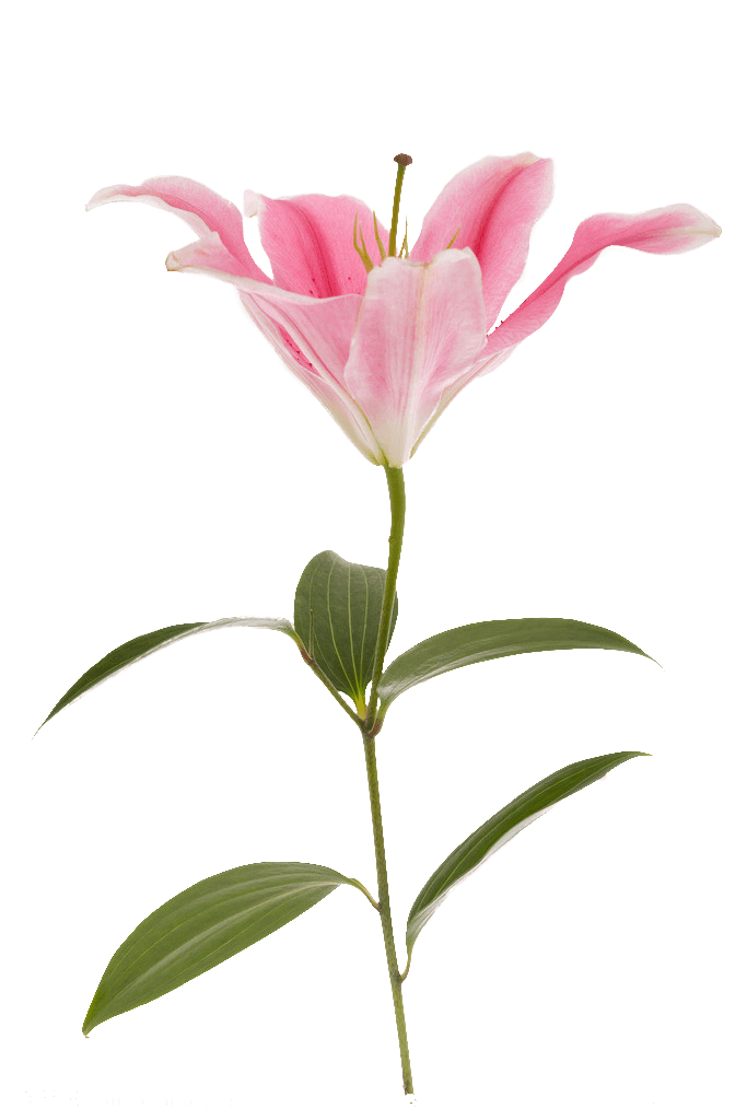 Lily, Pink