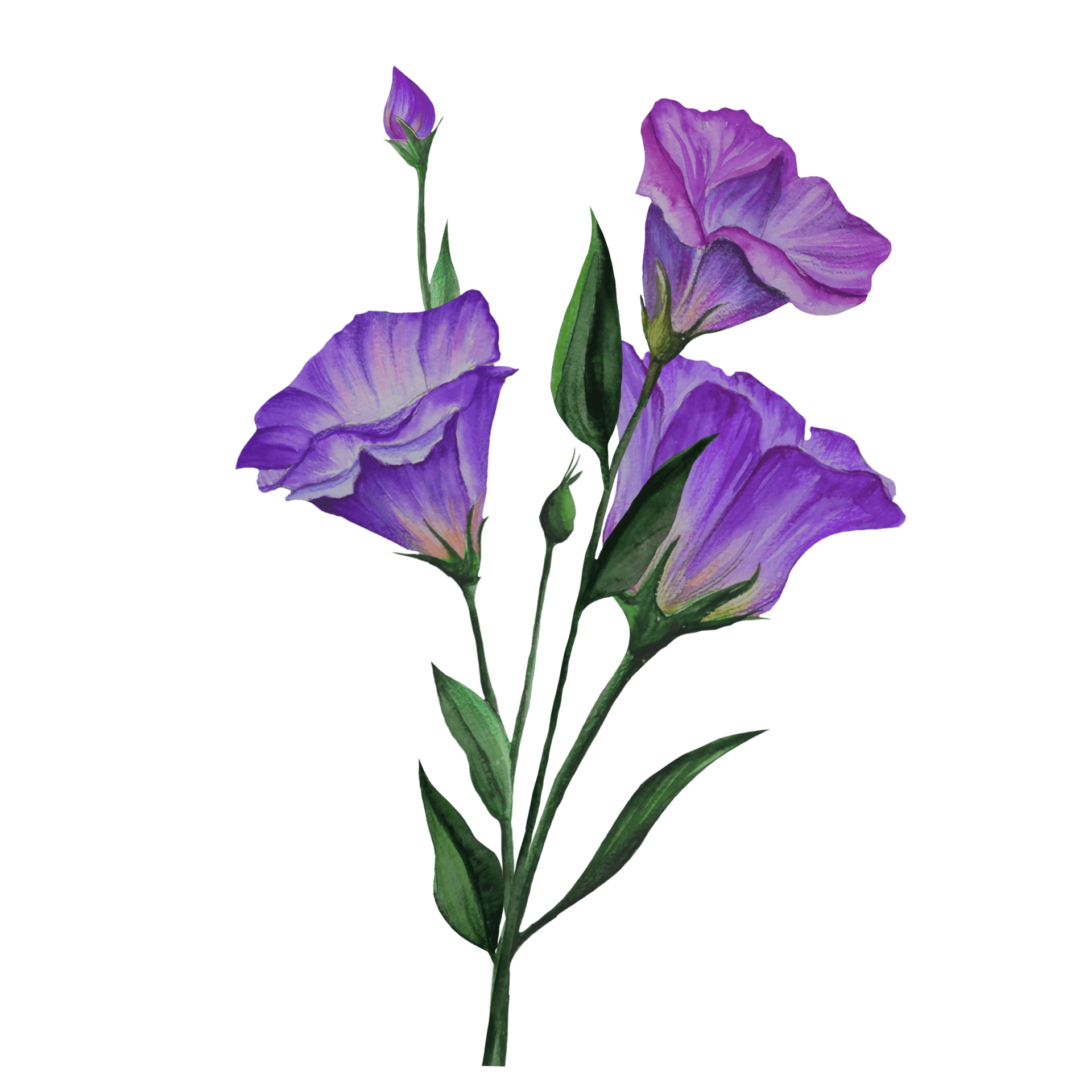 Lisianthus, Purple