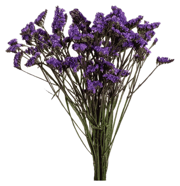Statice Purple