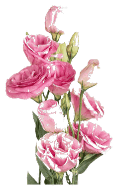Lisianthus