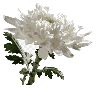 Chrysanthemum White