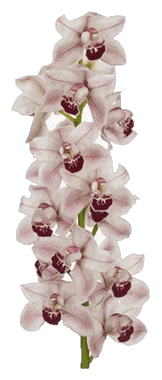 Cymbidium White