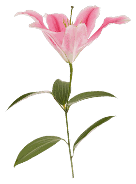 Lily Pink