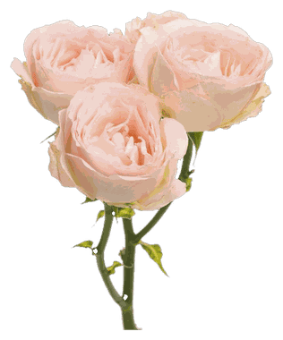 Spray Rose Pink